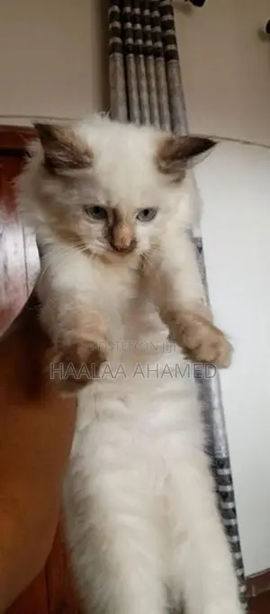Pure Persian Kittens – Healthy with Fluffy