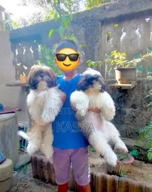 Shih Tzu Puppy