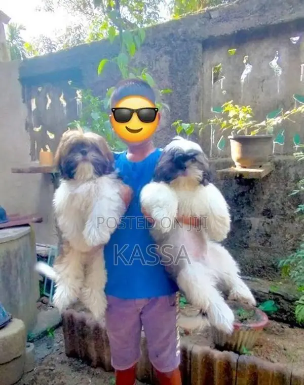 Shih Tzu Puppy