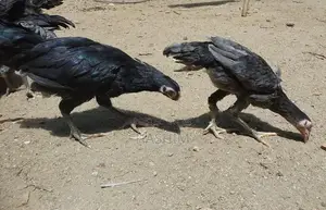 Vaduha chicks
