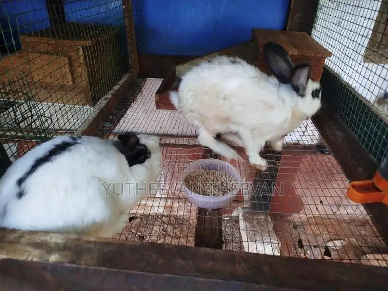 Rabbit Port
