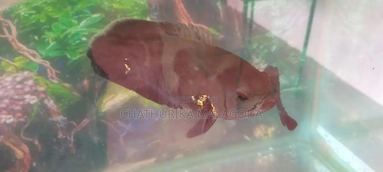 Tiger Oscar Pair