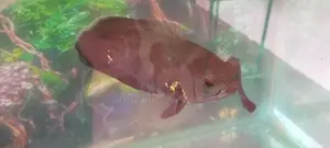 Tiger Oscar Pair