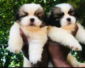 Shih Tzu Puppies