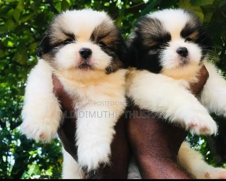 Shih Tzu Puppies