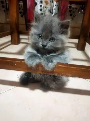 Persian Kittens