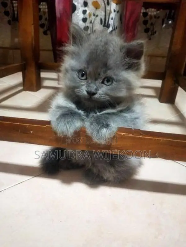 Persian Kittens