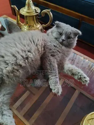 British longhair cat
