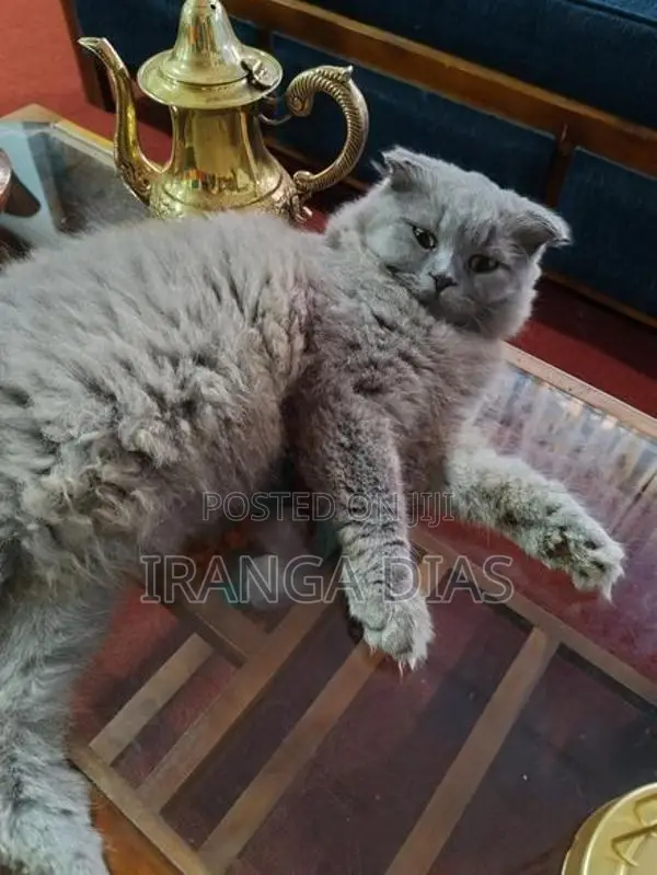 British longhair cat