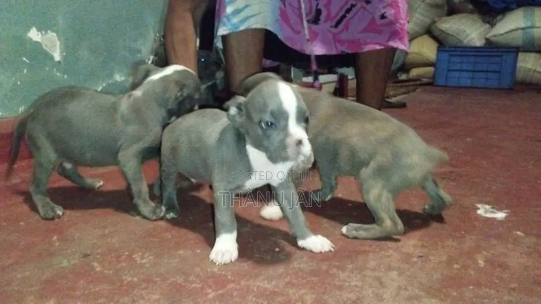 puppys sale