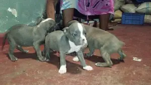 puppys sale