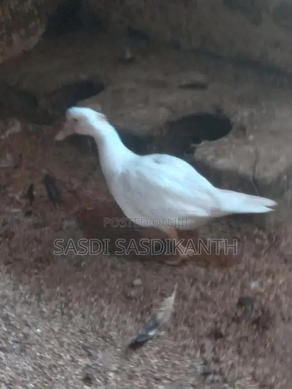 manila ducks