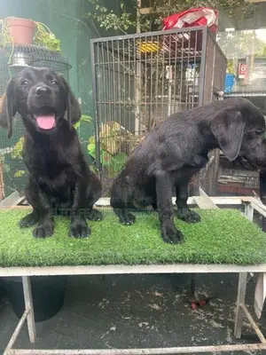 Black Labrador Retriever Puppies