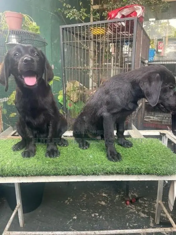 Black Labrador Retriever Puppies