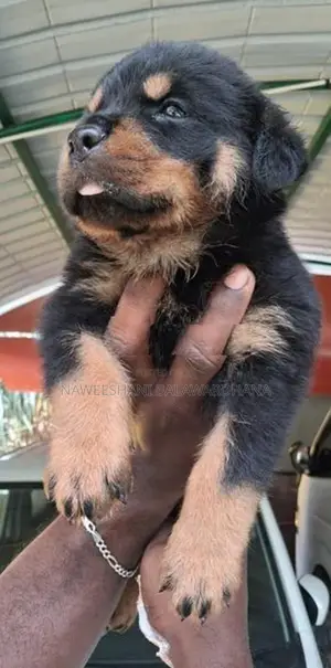 Rottweiler female puppy