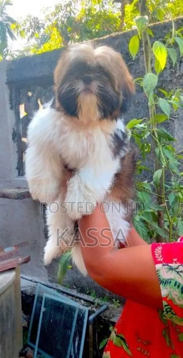 Shih Tzu Puppy