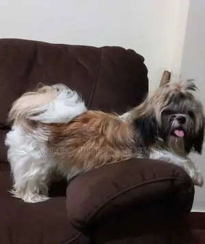 Shih Tzu Puppies
