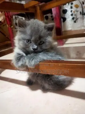 Persian Kittens