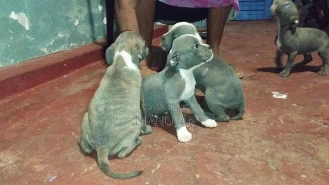 puppys sale