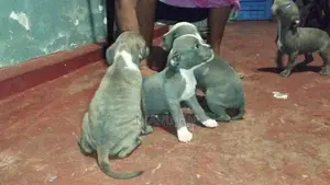 puppys sale