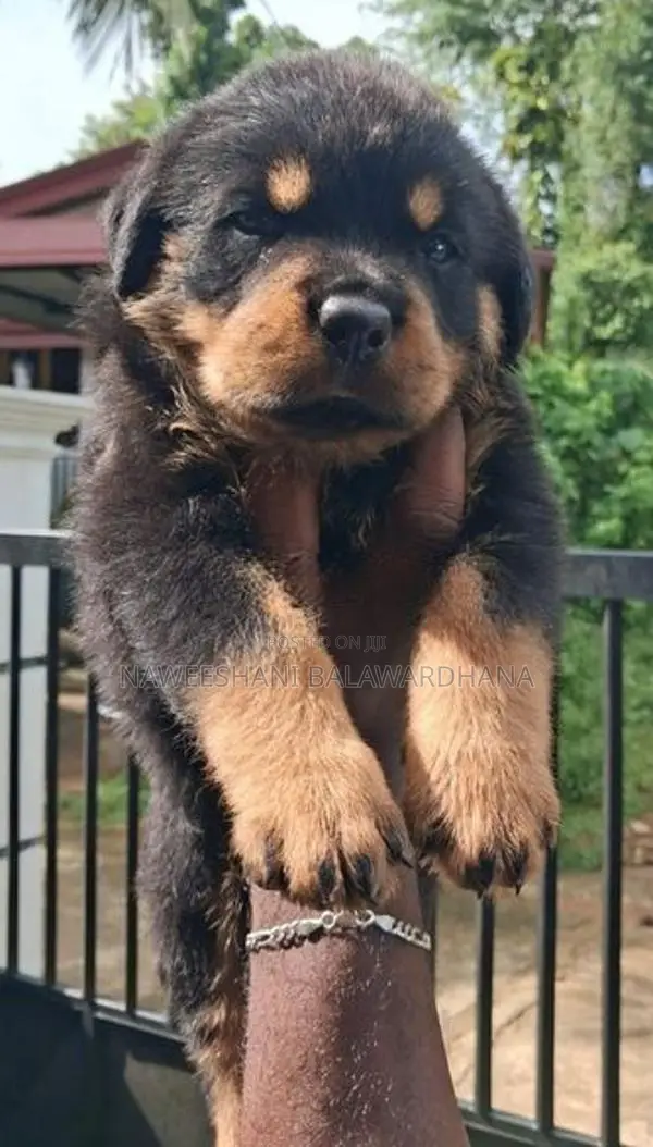 Rottweiler female puppy