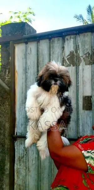 Shih Tzu Puppy