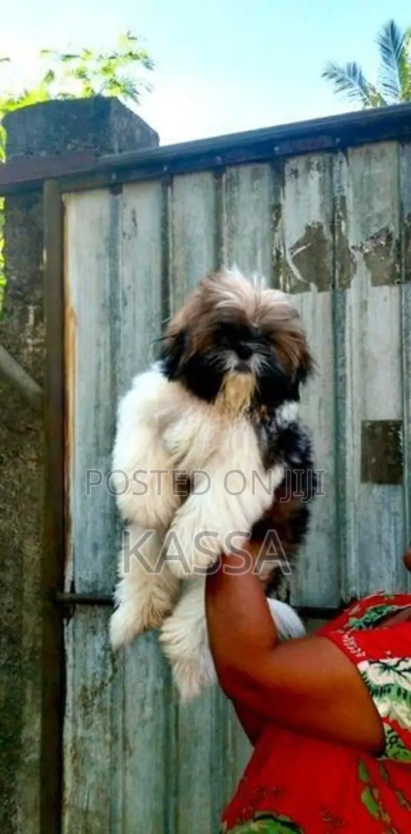 Shih Tzu Puppy