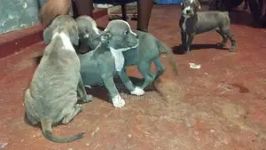 puppys sale
