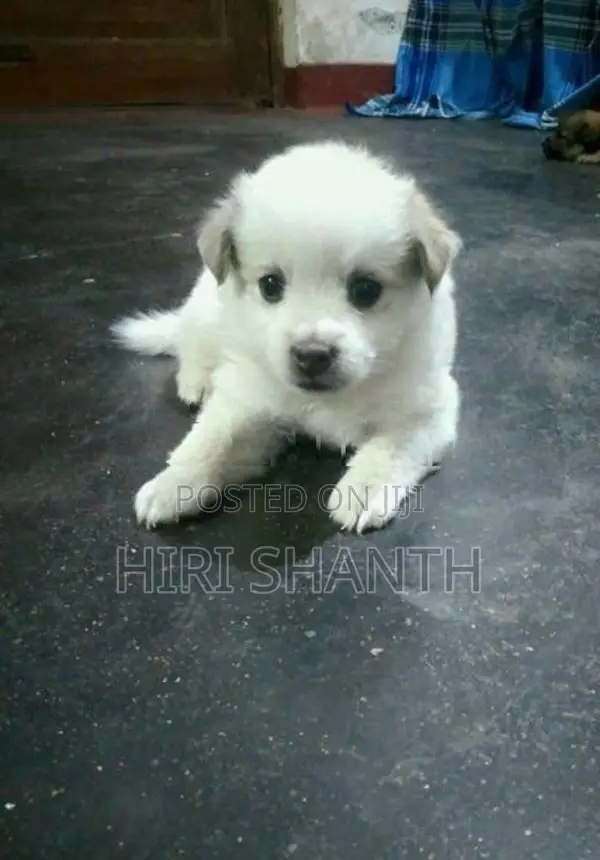 Pomeranian Puppy
