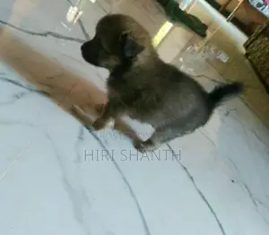 Pomeranian Puppy
