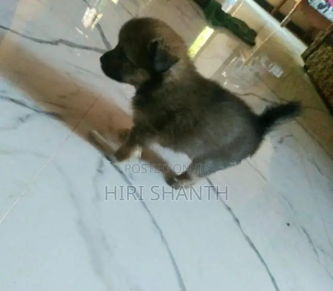 Pomeranian Puppy