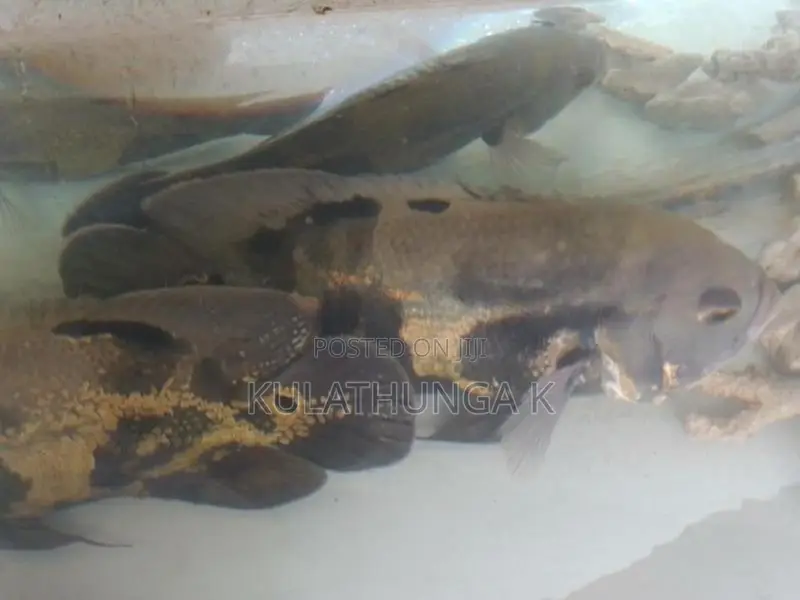 ඔස්කර් මාලුන් දෙදෙනෙක්
