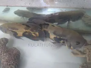 ඔස්කර් මාලුන් දෙදෙනෙක්