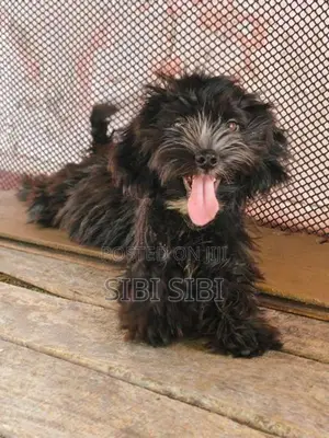 Shih Tzu Puppy