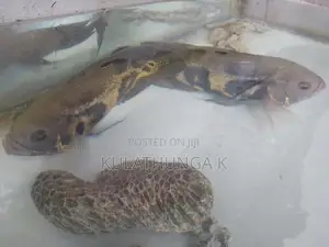 ඔස්කර් මාලුන් දෙදෙනෙක්
