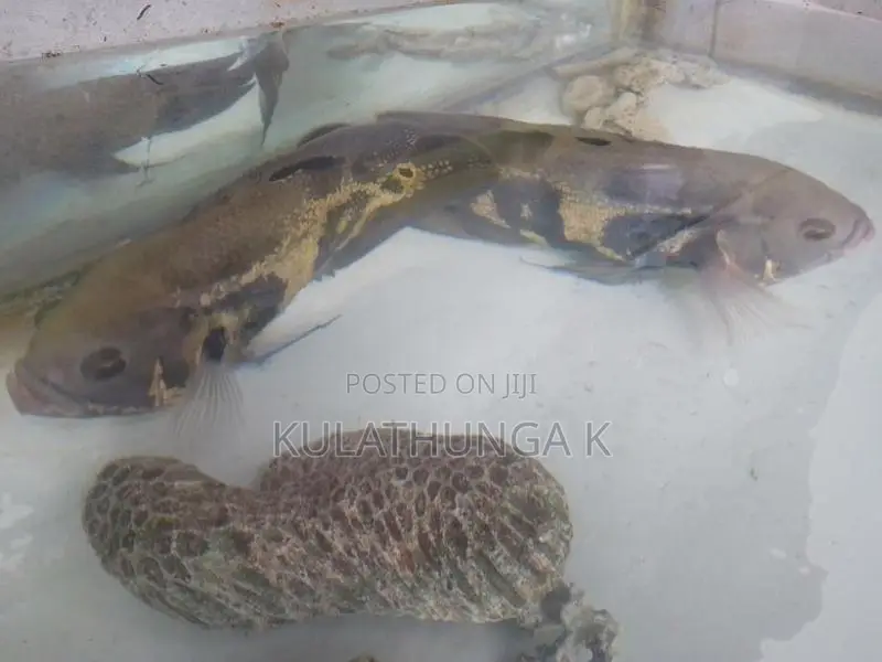 ඔස්කර් මාලුන් දෙදෙනෙක්