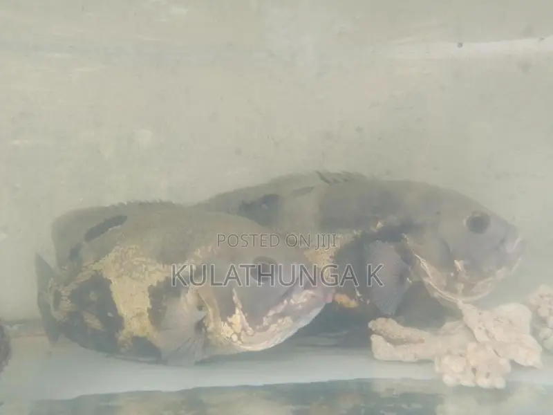 ඔස්කර් මාලුන් දෙදෙනෙක්