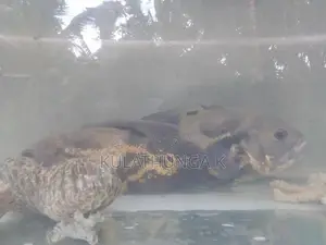 ඔස්කර් මාලුන් දෙදෙනෙක්