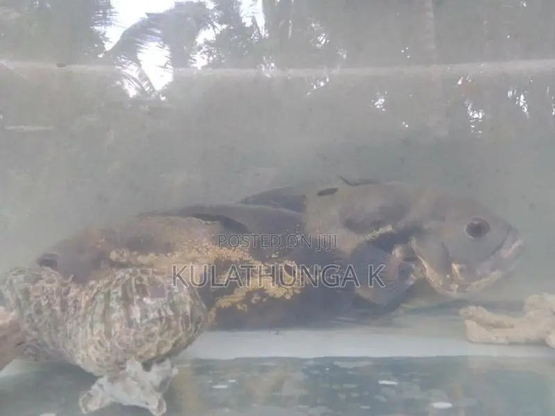 ඔස්කර් මාලුන් දෙදෙනෙක්