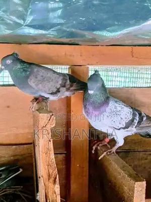 Pigeons