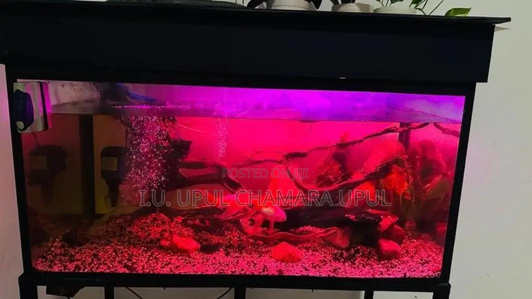 Fish tank full set