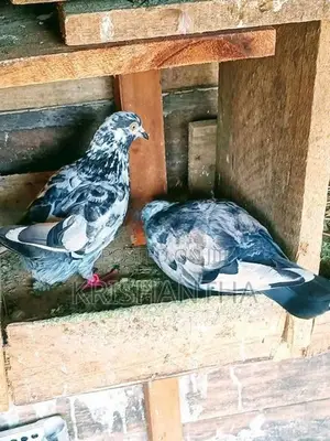 Pigeons