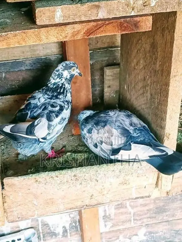 Pigeons