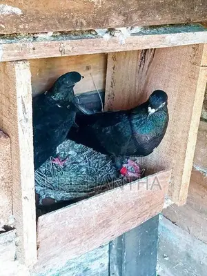Pigeons