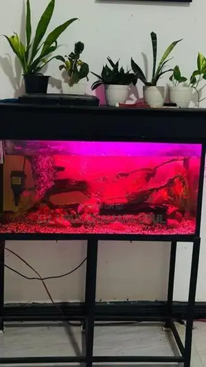 Fish tank full set