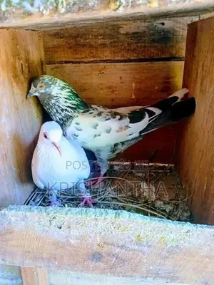 Pigeons