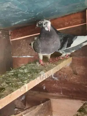 Pigeons