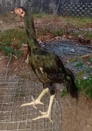 Velladiyan Rooster