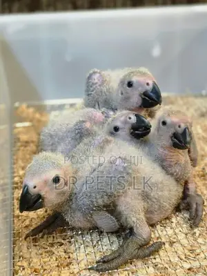 Congo African Grey Chicks