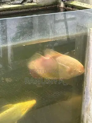 3 giant gourami, 2 Iridescent Shark Catfish, 1 glass cleaner